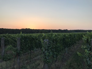 Vinarija Trivanović  Vinogradi i vina iz Erdevika